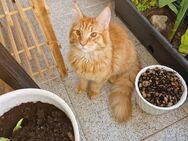 MaineCoon Kitten - Recklinghausen