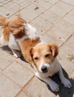 🌼Neugierige Nellie sucht ein Zuhause🐶 - Eislingen (Fils)