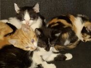 Kitten suchen ein neues zu Hause - Wendeburg