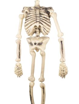 HALLOWEEN: 1 Skelett 150cm neu und ovp, inkl. Versand - Heidenheim (Brenz) Zentrum