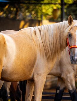 PRE Qonquistado Palomino mit Blesse, Mähne und 4 weisse Fesseln I Pirofrei I Liebvoll I - Dresden