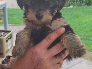 wunderschöne Yorkshire Terrier Welpen - Rudelzhausen