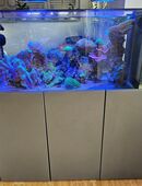Aquarium mit Fischen, Korallen und Zubehör in 72221