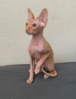 Sehr liebevolle Sphynx Katze Jung - Berlin
