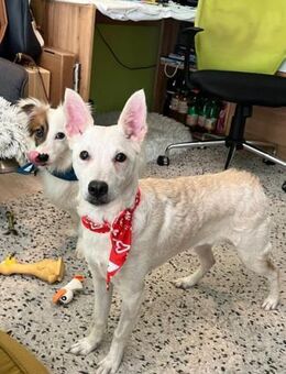 Sissy2 SR Sanfte Seele sucht - Neustadt (Rübenberge)