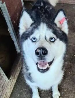 SASHA ♥ sucht aktive Menschen - Duisburg