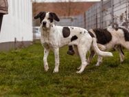 Maggy, mit dem hübschen Gesicht - Lübeck