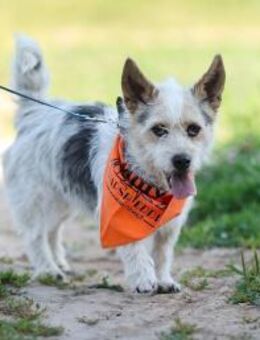 zarte Hundeseele Tamila - Augsburg