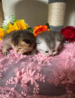 Wunderschöne bkh/blh kitten! - Wernau (Neckar)
