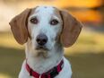 Nuovo - Mischling - 6 Jahre - Tierhilfe Franken e.V. in 91207