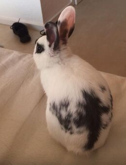 Kaninchen sucht liebevolles Zuhause - Hannover Südstadt-Bult