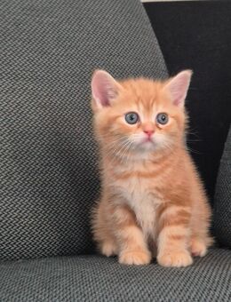BKH Süße Kitten - Hörstel