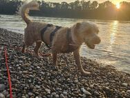 Trixi sucht Menschen mit Abenteuerlust - Brühl (Baden-Württemberg)
