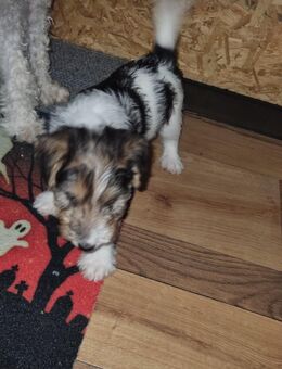 Drahthaar Foxterrier Welpen - Hinte