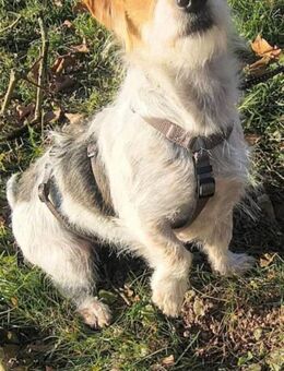 Hope - Kuschlerin sucht ihr Sofa - Großefehn