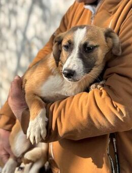 Serena von kettenlos - Bollingstedt