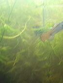 Guppy-Männchen/Guppy-Weibchen 20 Stück gegen Schutzgebühr in 51147