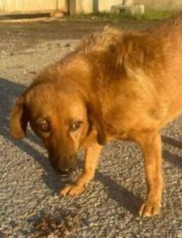 Die hübsche Ann sucht dich - München