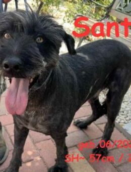 Santa: ein absoluter Juwel - Rinteln