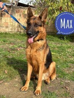 Max ein wahrer Kämpfer - Flörsheim-Dalsheim