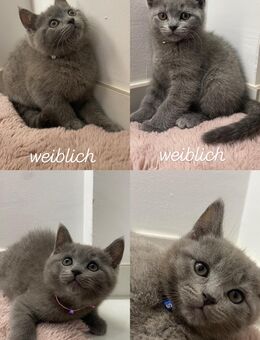 Katzen Kitten - Esslingen (Neckar)