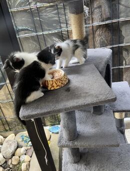 Katzenkinder - Herne