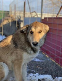 Bambi möchte dich verzaubern - Celle