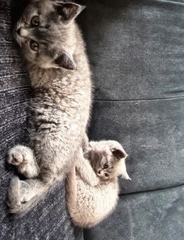 BKH Kitten - Krefeld