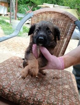 Oriana von der Schule - Steinhagen (Nordrhein-Westfalen)