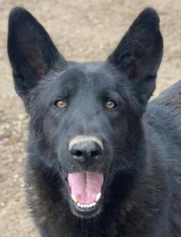 Zanders, geb. ca. 05/2023, Griechenland - Euskirchen