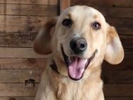 Senior Charlie sucht ruhiges Plätzchen - München