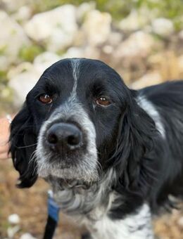 Flek sucht seinen Weggefährten 🐶 - München
