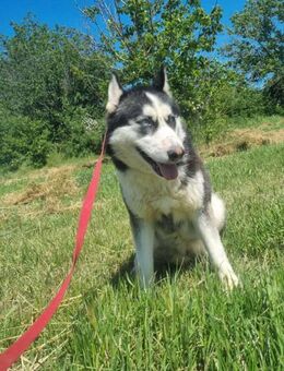 Skadi - zu schön, um wahr zu sein? - Overath