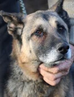 Ojade - kinderlieb u. sehr zutraulich - Lohra