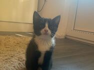 BKH x EKH Katzenbaby (12 Wochen, weiblich) sucht liebevolles Zuhause! 🐾 - Bochum Goldhamme