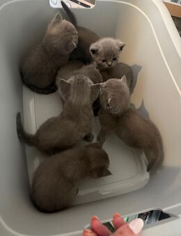 BKH babykatzen - Herne