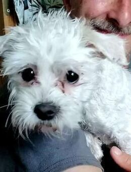 Minikleine Tiffy sucht ein Zuhause - Mannheim