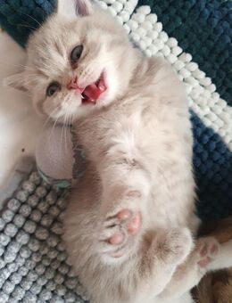 Traumhaft schöne, liebe, verschmuste BKH-Kitten abzugeben! - Winnweiler