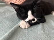 American Shorthair Kater abzugeben - Brakel