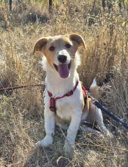 Kleine Maya wünscht sich ein Zuhause - Kleinostheim