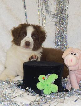 Australian Shepherd Rüde, red white sucht sein perfect match - Dolgesheim