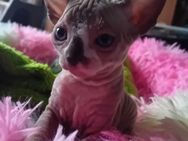 Sphynx Katzen Junge Brontus geb.27.2.25 sucht ein neues Zuhause - Berlin