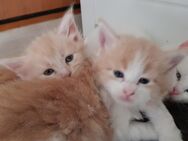 Maine Coon Kitten - Gummersbach