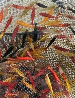 Garnelen gemischte Farben - Garnele Mix - Algenfresser - Odelzhausen