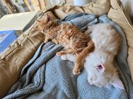 🐾 Maine Coon Kitten suchen ein liebevolles Zuhause 🐾 - Solingen (Klingenstadt)