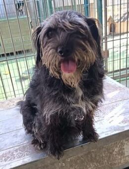 Pofi, Schnauzer-Mix (geb. 06/2019) - Pegnitz