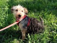 Dackel-Terrier Mix Mädchen, 6 Monate - Kappeln (Schleswig-Holstein)