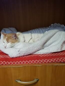 Liebes, sanftes Katzenmädchen Blonda - Karlsruhe