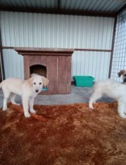 Mick - Welpe sucht Zuhause - Hausen (Würzburg)