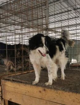 Caspar muß aus Rumänien raus - Blankenheim (Nordrhein-Westfalen)